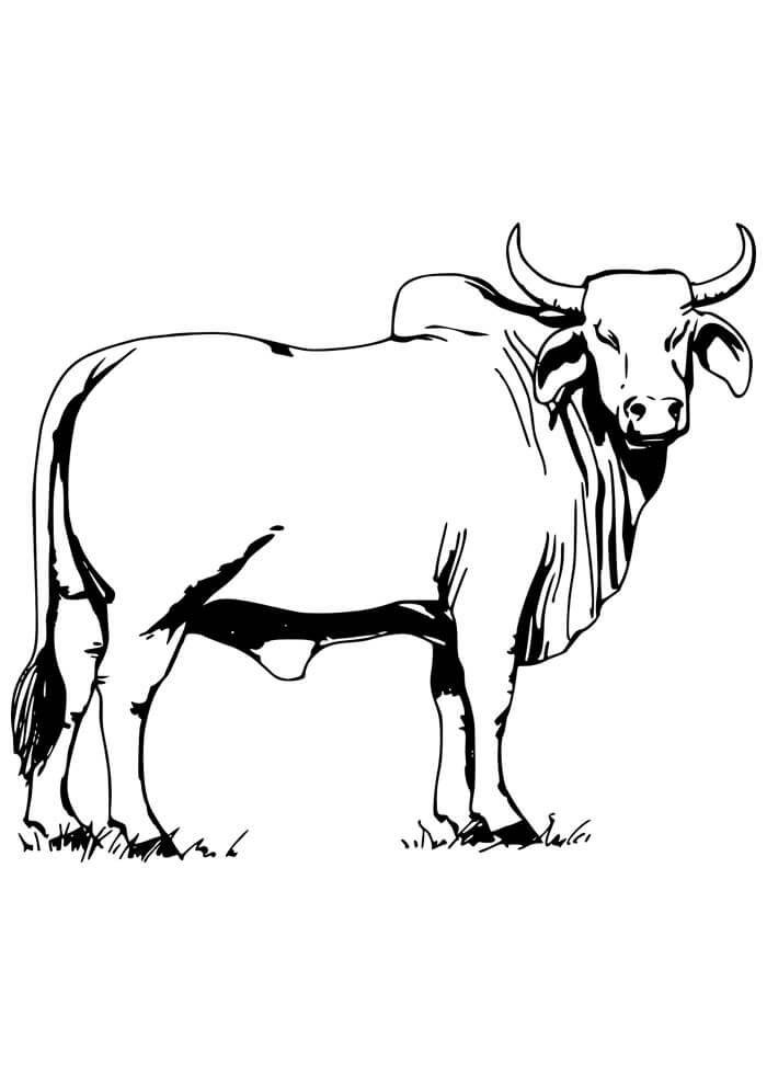 Desenho de Vacas para imprimir