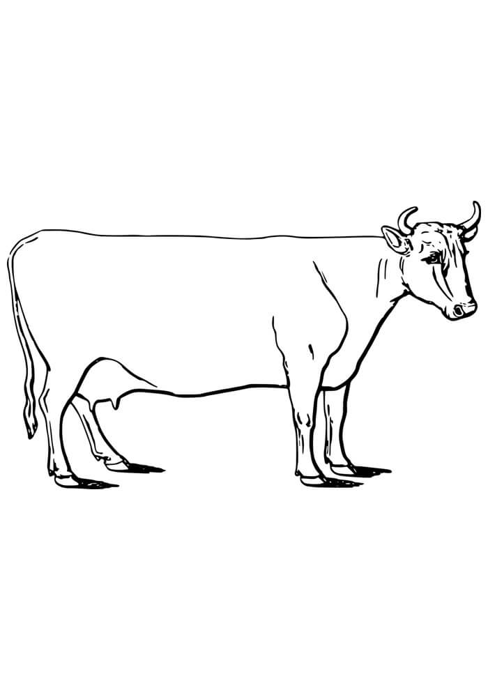 Desenho de Vacas para imprimir