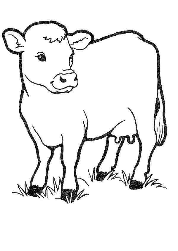 Desenho de Vacas para imprimir