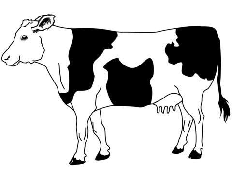 Desenho de Vacas para imprimir