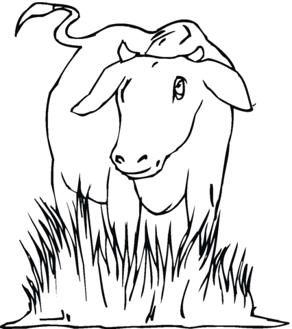 Desenho de Vacas para imprimir