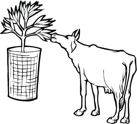 Desenho de Vacas para imprimir