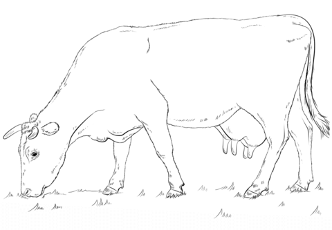 Desenho de Vacas para imprimir