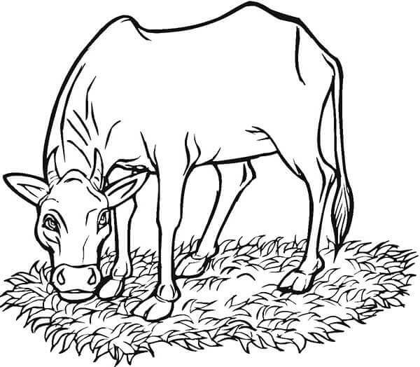 Desenho de Vacas para imprimir