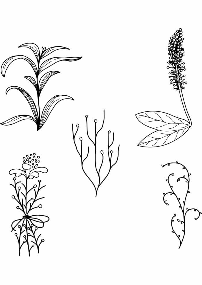 Desenho de Flores para imprimir
