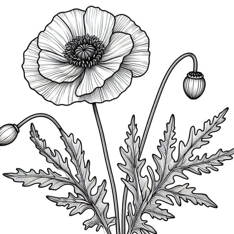 Desenho de Flores para imprimir