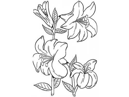 Desenho de Flores para imprimir