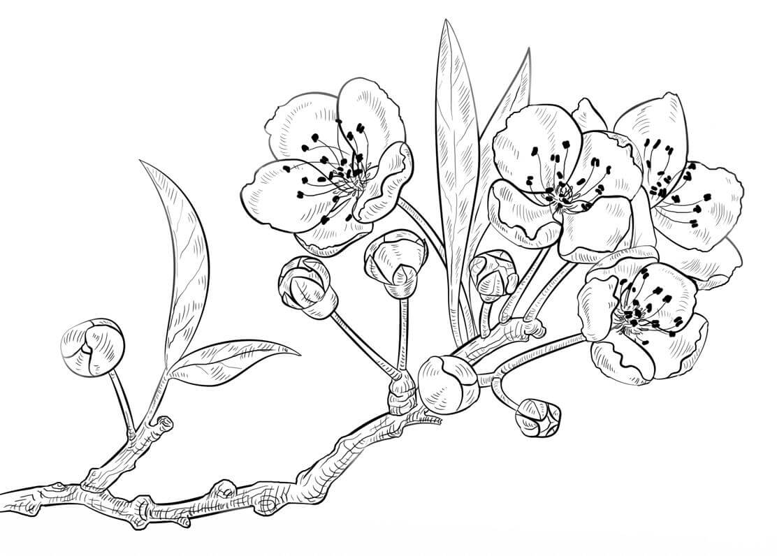 Desenho de Flores para imprimir