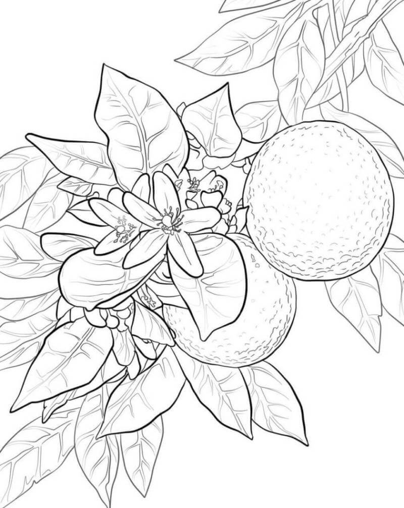 Desenho de Flores para imprimir