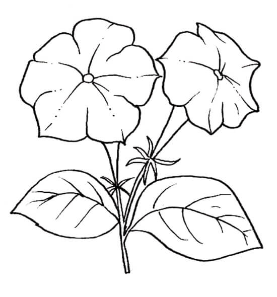 Desenho de Flores para imprimir