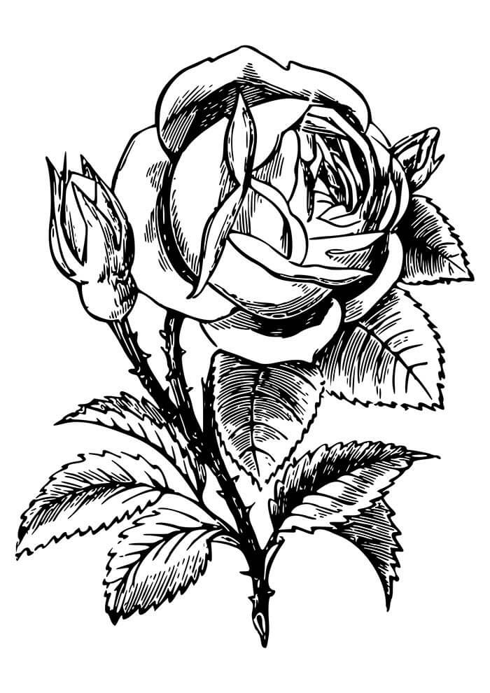 Desenho de Flores para imprimir