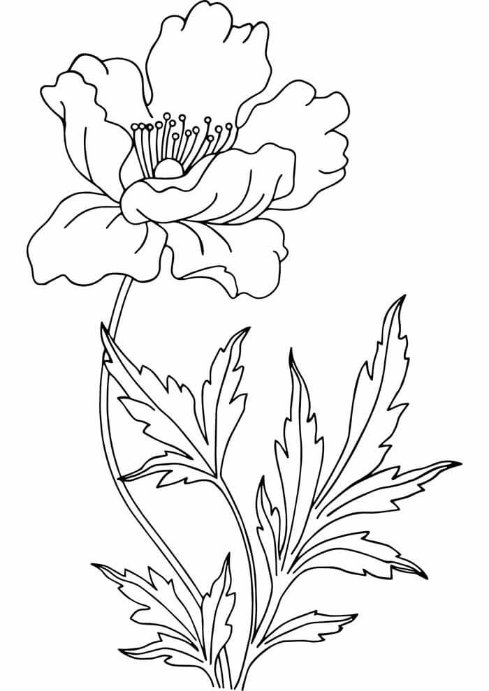 Desenho de Flores para imprimir
