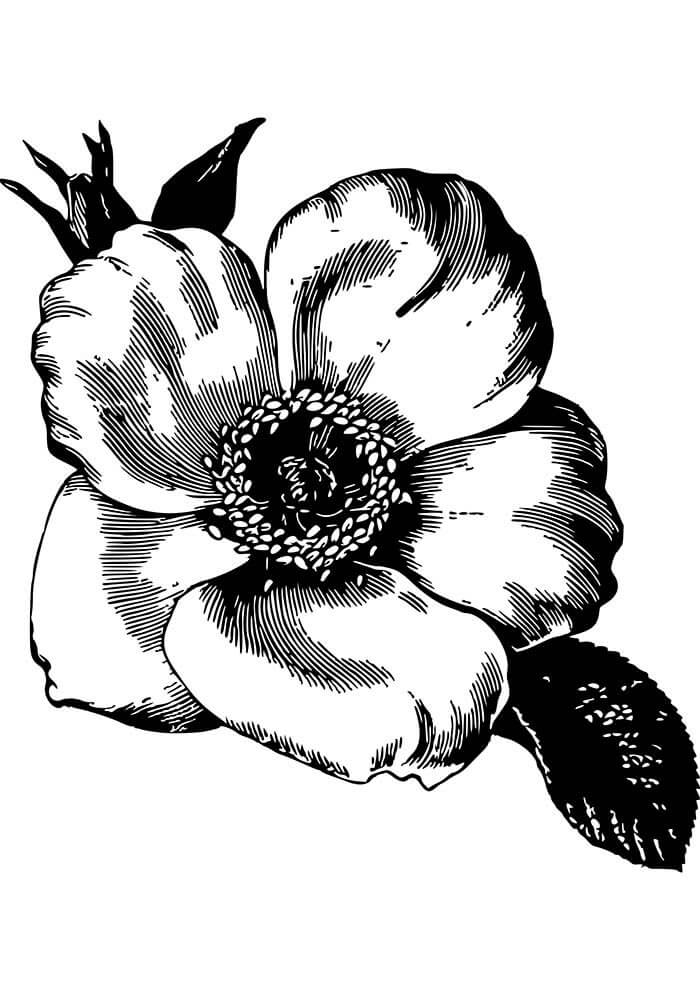 Desenho de Flores para imprimir