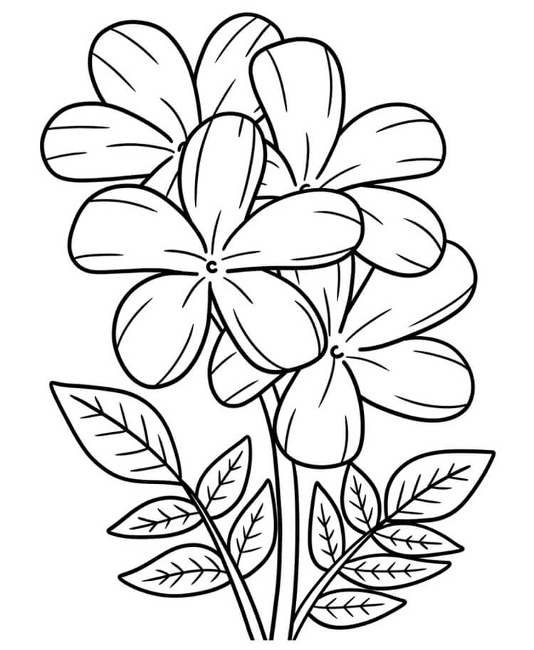Desenho de Flores para imprimir