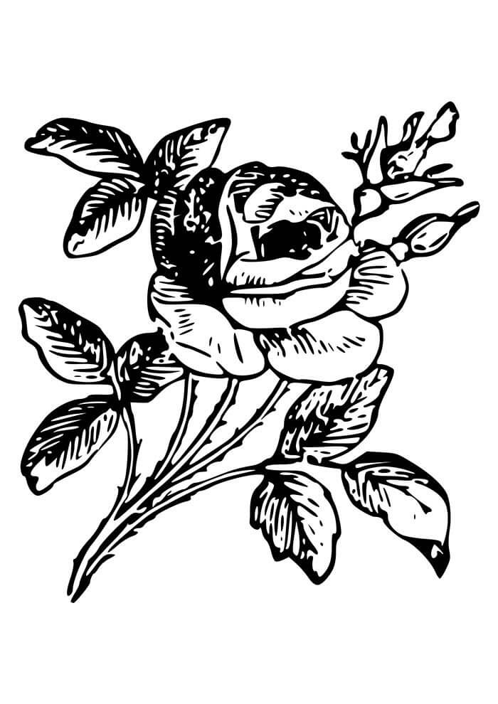 Desenho de Flores para imprimir