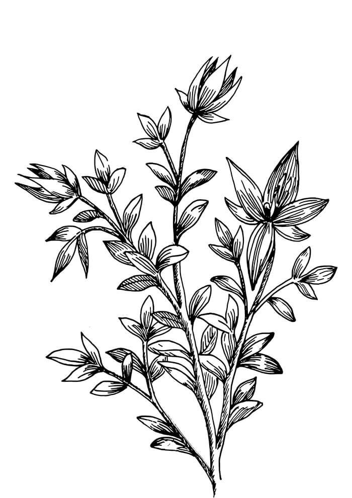 Desenho de Flores para imprimir