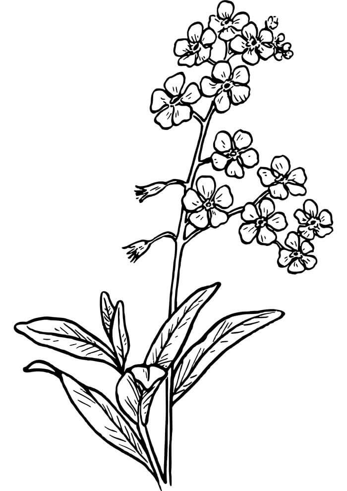 Desenho de Flores para imprimir