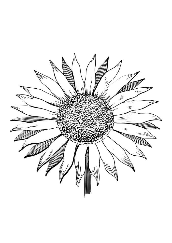 Desenho de Flores para imprimir