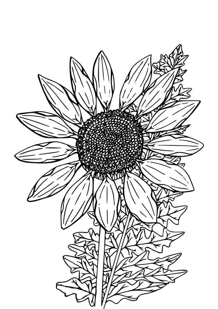 Desenho de Flores para imprimir