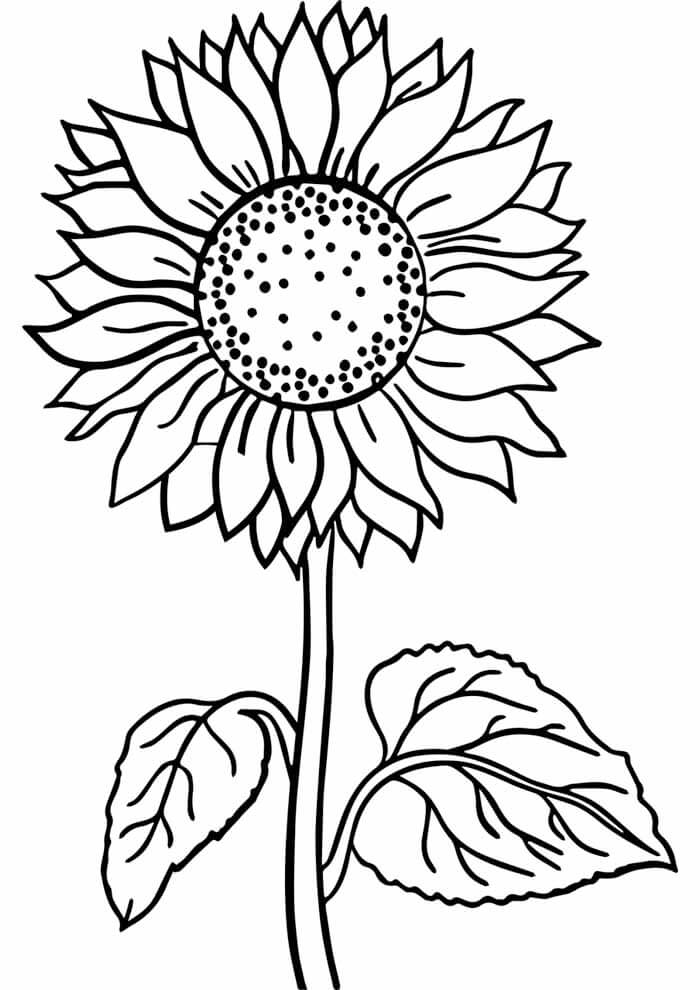 Desenho de Flores para imprimir