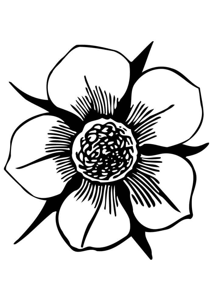 Desenho de Flores para imprimir