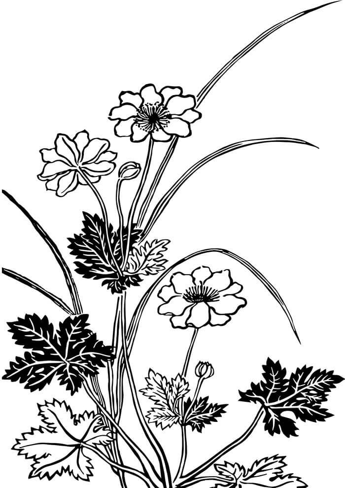 Desenho de Flores para imprimir