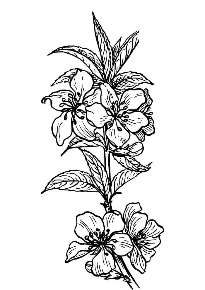 Desenho de Flores para imprimir