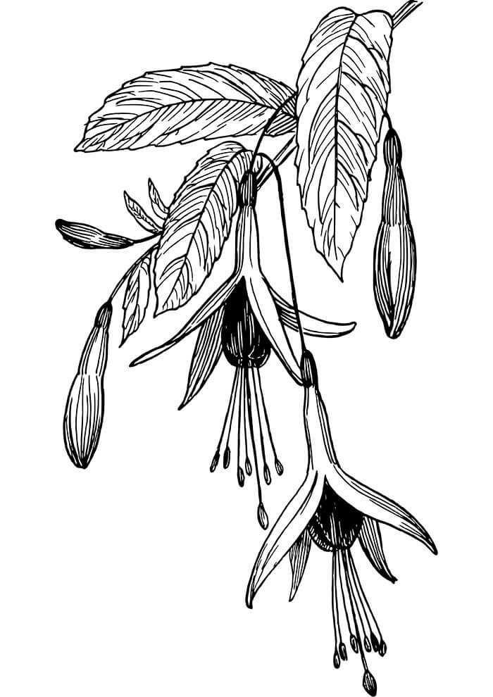 Desenho de Flores para imprimir