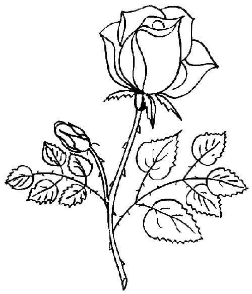 Desenho de Flores para imprimir