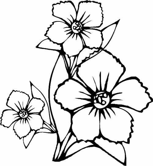 Desenho de Flores para imprimir