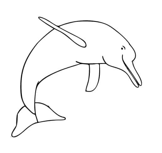 Desenho de Boto-cor-de-rosa para imprimir