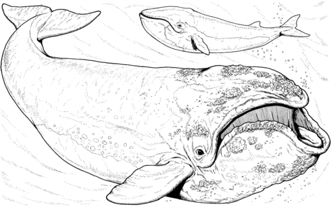 Desenho de Baleias para imprimir