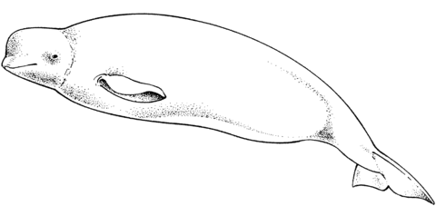 Desenho de Baleias para imprimir