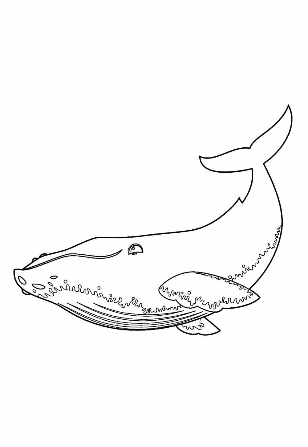 Desenho de Baleias para imprimir