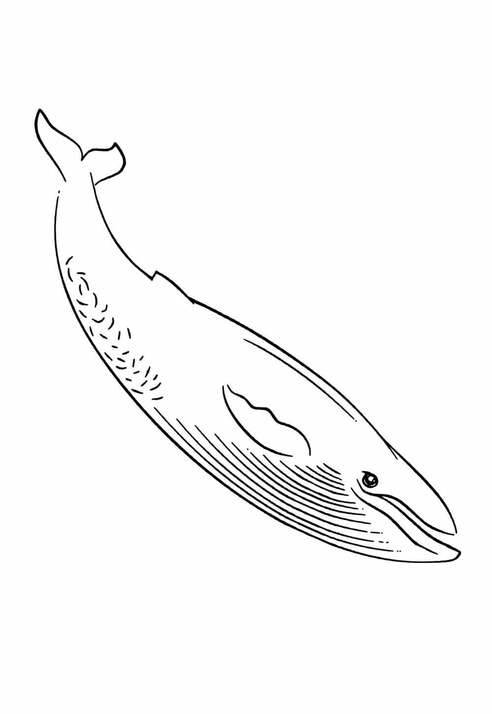 Desenho de Baleias para imprimir