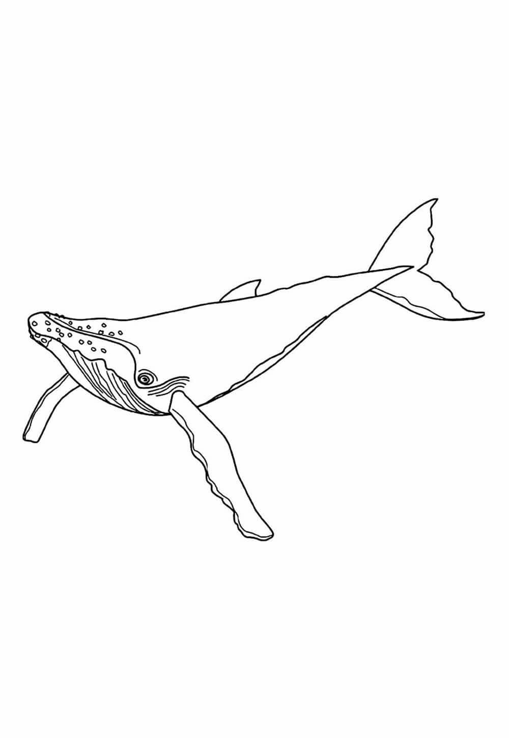 Desenho de Baleias para imprimir