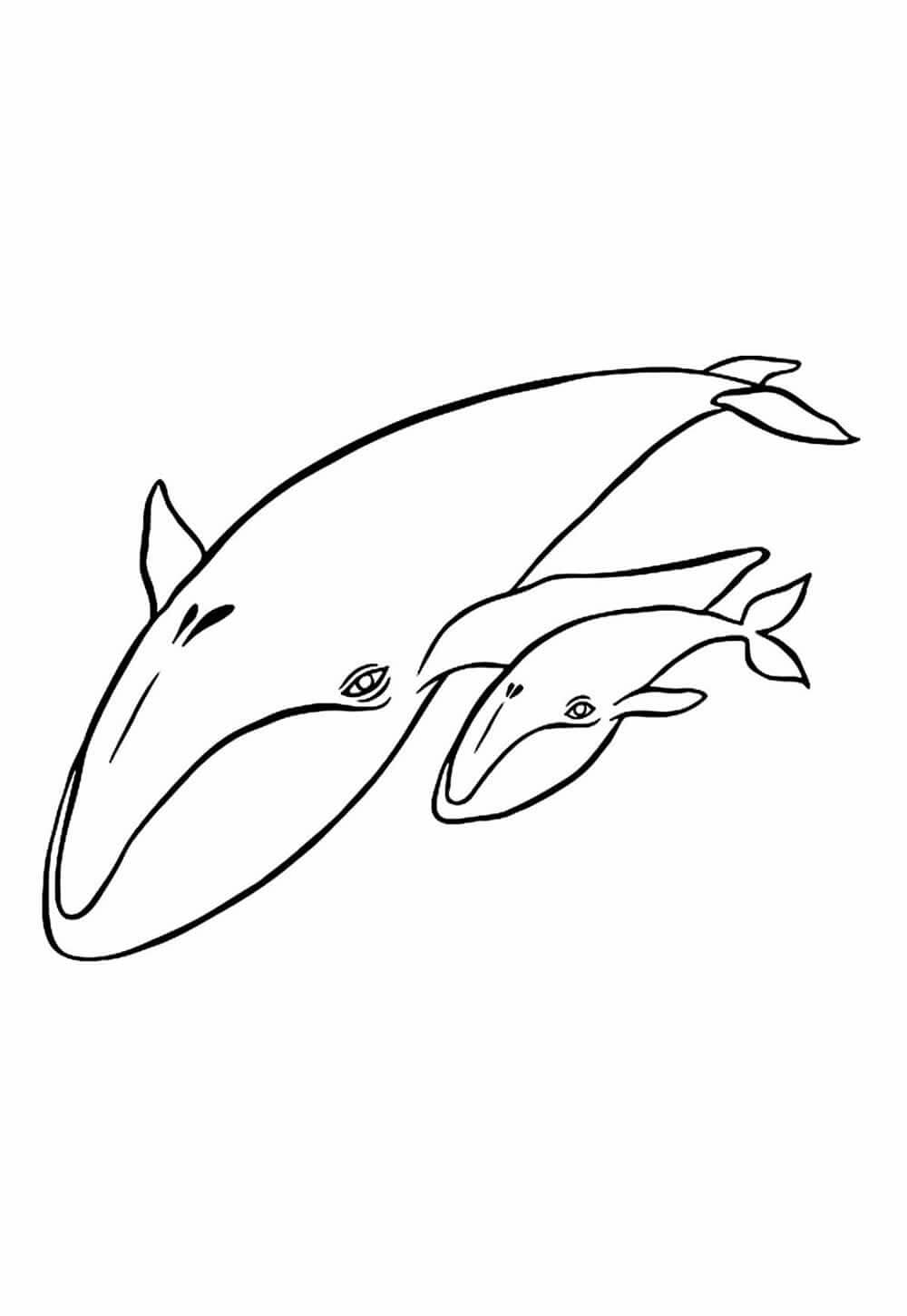 Desenho de Baleias para imprimir