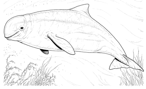 Desenho de Baleias para imprimir