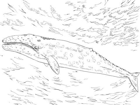 Desenho de Baleias para imprimir
