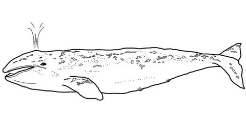 Desenho de Baleias para imprimir
