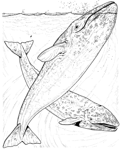 Desenho de Baleias para imprimir