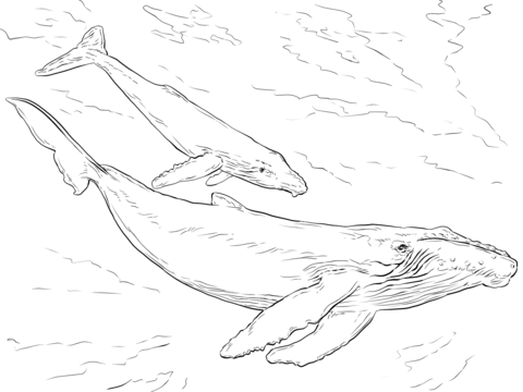 Desenho de Baleias para imprimir