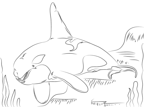 Desenho de Baleias para imprimir