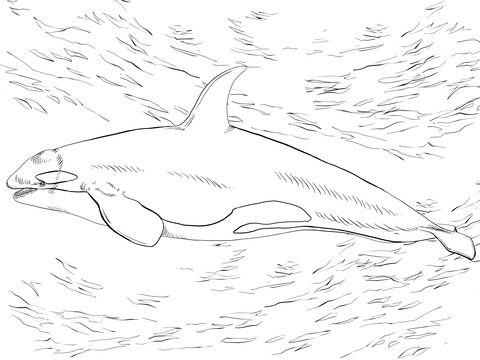Desenho de Baleias para imprimir