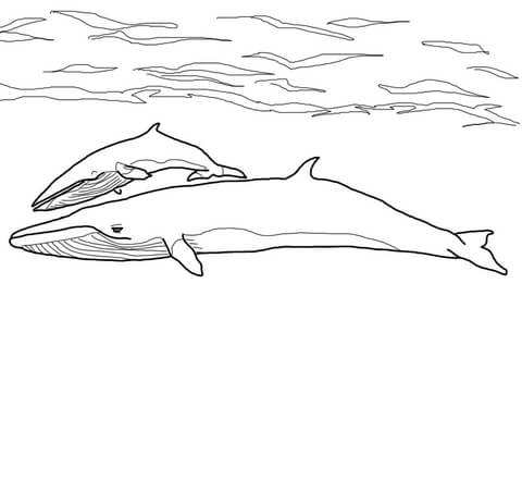 Desenho de Baleias para imprimir