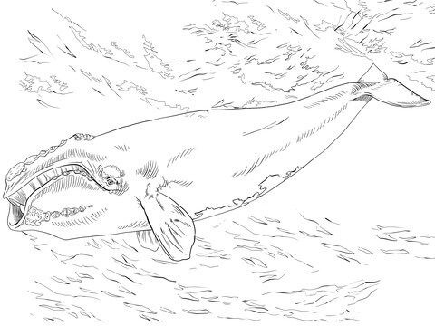 Desenho de Baleias para imprimir