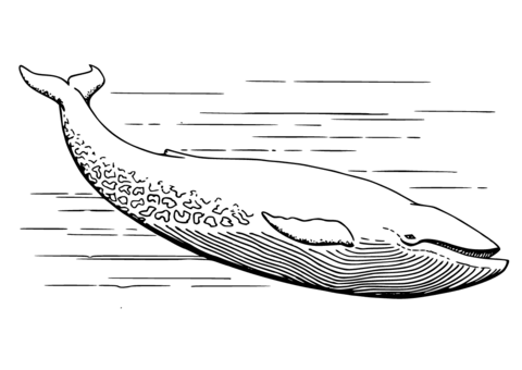 Desenho de Baleias para imprimir
