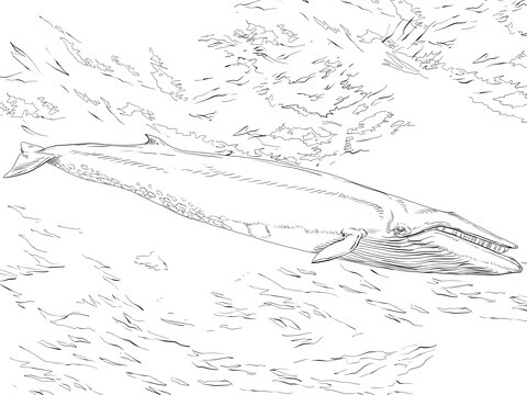Desenho de Baleias para imprimir