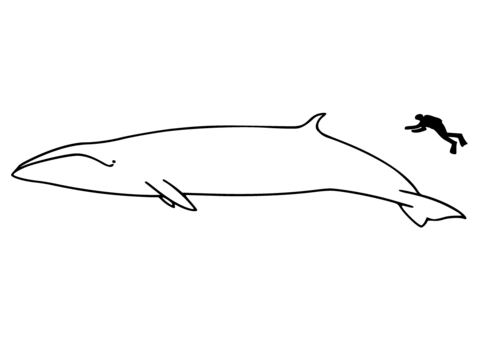 Desenho de Baleias para imprimir