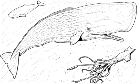 Desenho de Baleias para imprimir